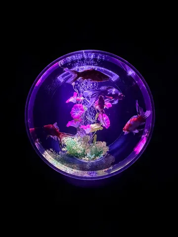 パープルに輝く幻想的な金魚鉢