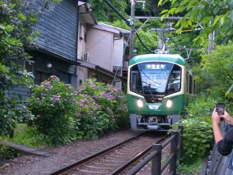 新型と紫陽花