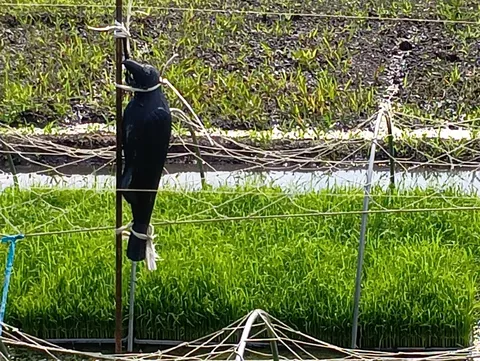 見張り番、お疲れ様です