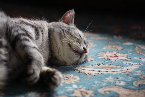 昼寝の模様、猫の静かな夢