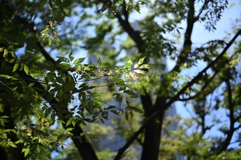 木漏れ日の陰影、都市の静寂