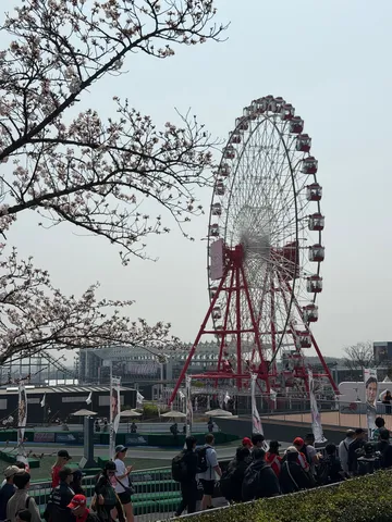 春風と大観覧車、咲き誇る桜