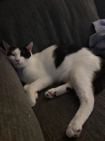 ソファで眠る黒白猫の午後