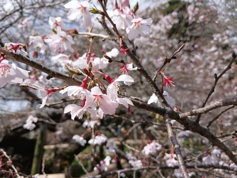 淡いピンクの桜、春の訪れ