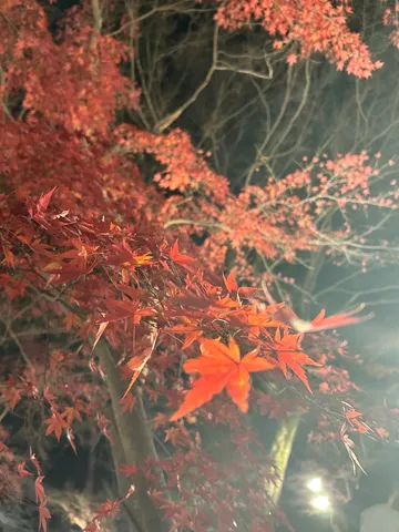 闇夜に輝く紅葉