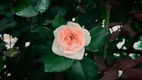 雨粒を纏う、淡いバラの誘い