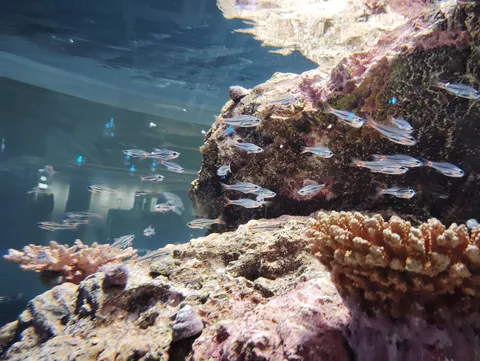 水槽を舞う小魚たち