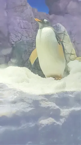 雪原のペンギンの日常