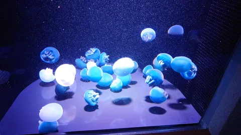 幻想的なクラゲたちの水中世界