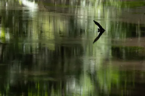 静寂の森、水面に映る世界