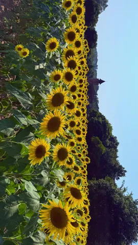ひまわり畑が誘う、夏の教会への小道