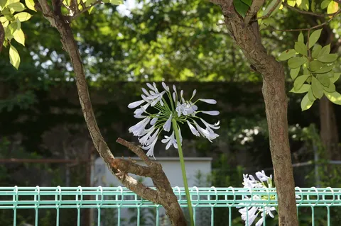 涼やかな青のグラデーション