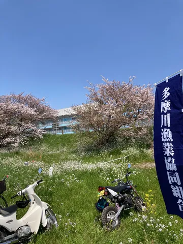 春風とバイクと桜と