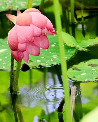 蓮の花と蜂の小さき出会い