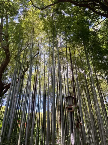緑深き竹林の道