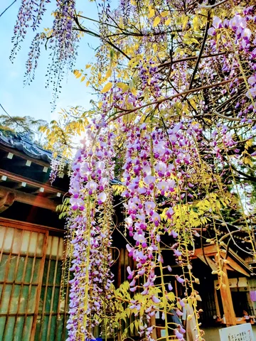 風に揺れる藤の花、古都の情景