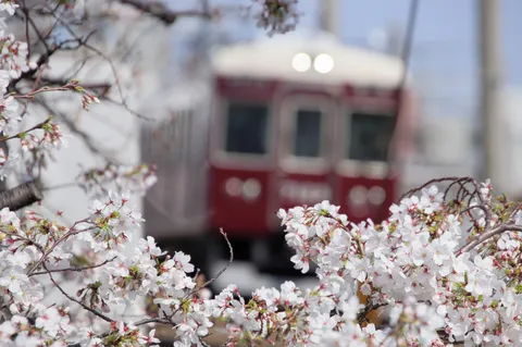 桜越しの春景色、列車が来る
