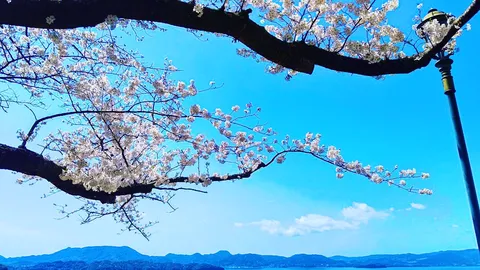 桜と抜けるような青空