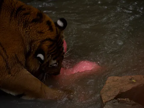 水遊びの猛獣、ピンクの友達