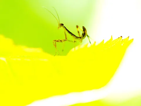 黄色い花に宿る静かな瞬間