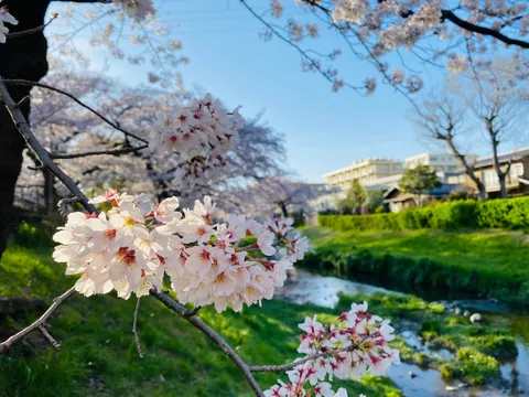 春の陽射しと水辺の桜