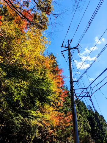 秋色と電線のコントラスト