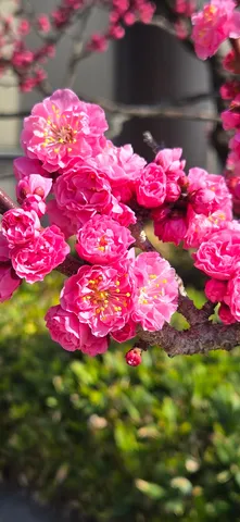 ピンクの花、出番待ち