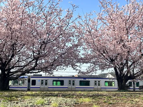 桜並木をゆく春の列車