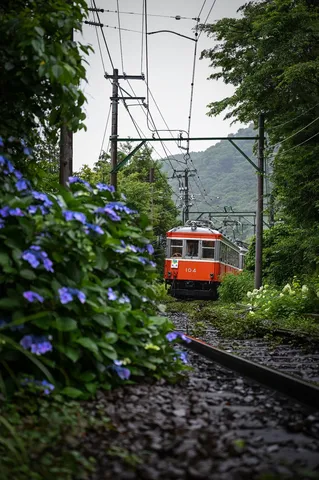 紫陽花と緑、懐かしの列車