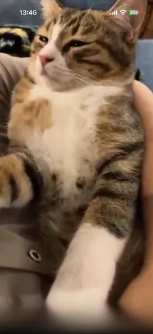 抱っこでくつろぐ猫