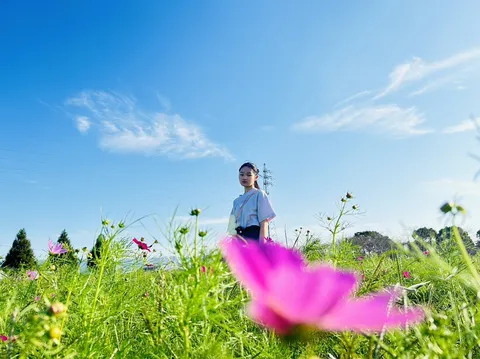 青空と鮮やかなコスモス畑