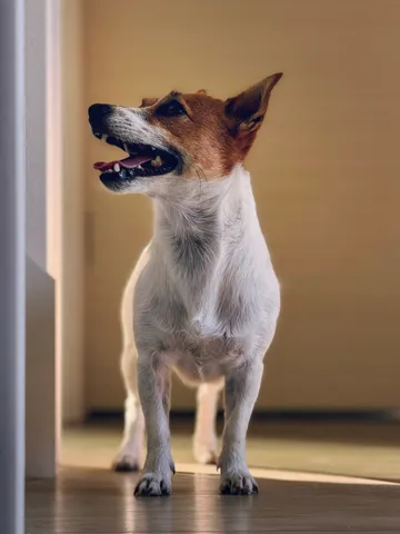 柔らかな光と愛犬の愛らしい瞬間