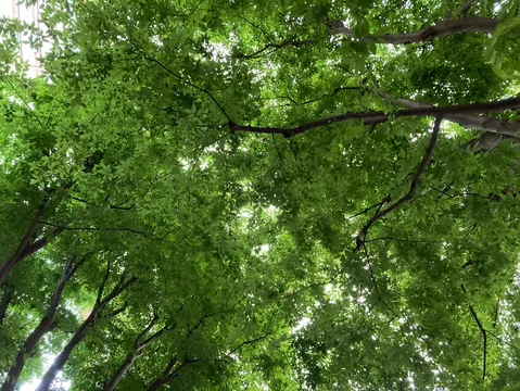 木漏れ日の緑陰