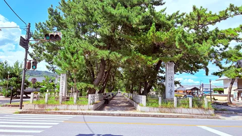 木陰の参道に光が落ちる