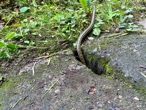 苔むす隙間、静かなる訪れ