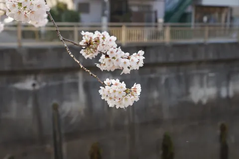 春風と桜の淡い囁き