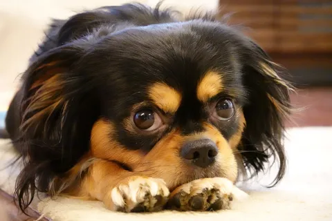 ちょっぴりおねむな犬さんの困り顔