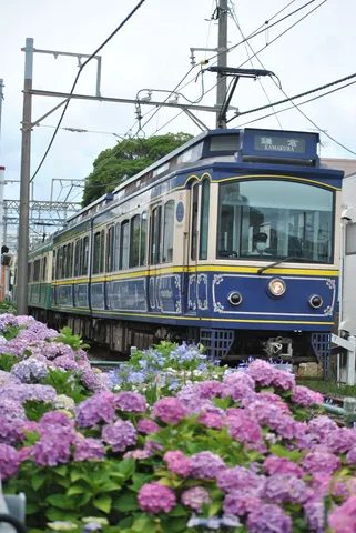 紫陽花越しの鎌倉電車