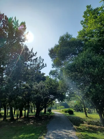 光と木々の道が呼ぶ