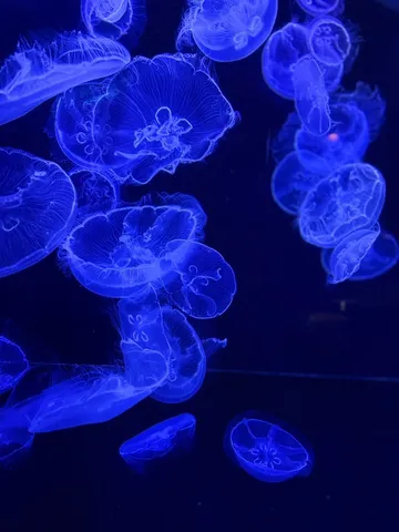 蒼き深海のクラゲたち