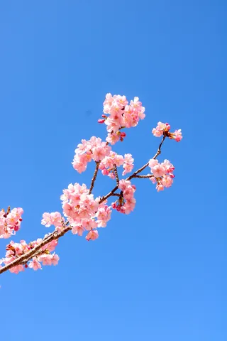青空に映える桜の微笑み