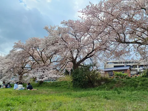 桜並木の下の、穏やかな午後