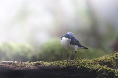 霧の中の小さな訪問者