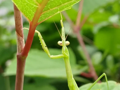 茎を伝う緑のハンター
