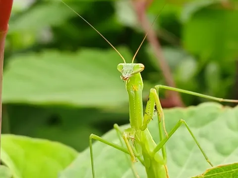 植物と遭遇、緑のハンター