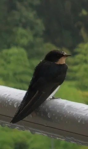 雨粒と小鳥、静かなひととき