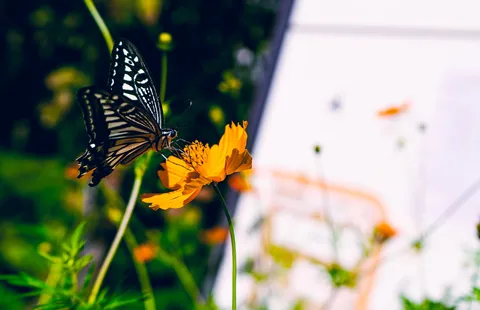 花蜜バイキング、独り占め！