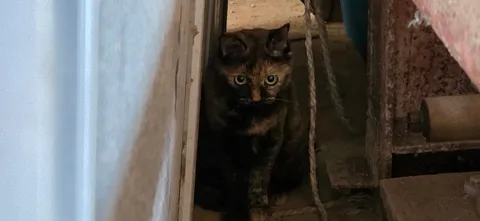 窓辺の影と猫の眼