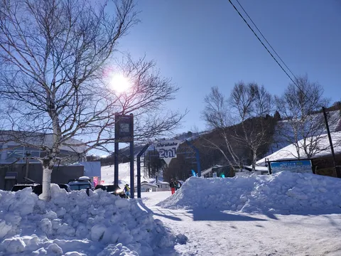 凍てつく陽光、白樺の冬
