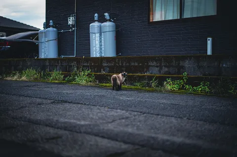 路地裏の静かな視線